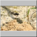 Lindenius albilabris - Grabwespe w001c 6mm - OS-Wallenhorst-Sandgrube-det.jpg